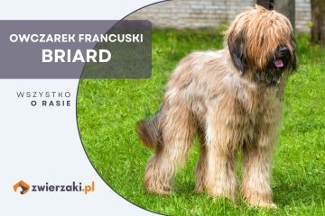 owczarek francuski briard