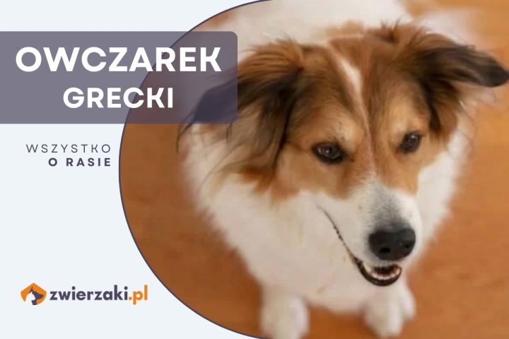 owczarek grecki