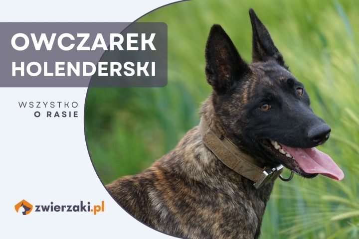 owczarek holenderski