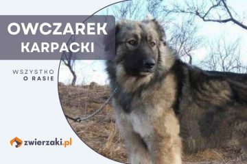 owczarek karpacki