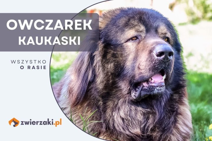 owczarek kaukaski