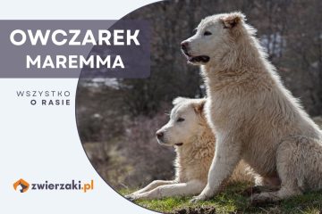 owczarek maremma