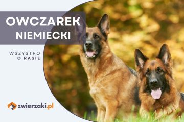 owczarek niemiecki