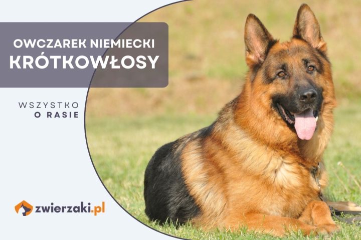 owczarek niemiecki krótkowłosy