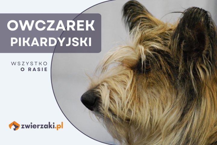 owczarek pikardyjski