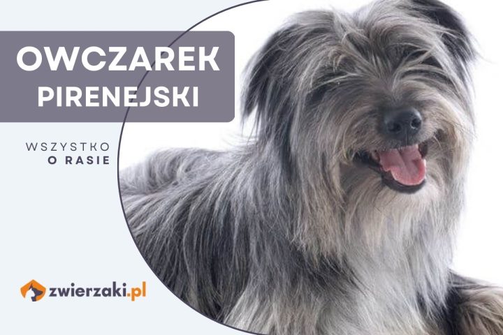 owczarek pirenejski