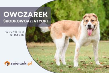 owczarek środkowoazjatycki