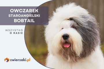 owczarek staroangielski bobtail