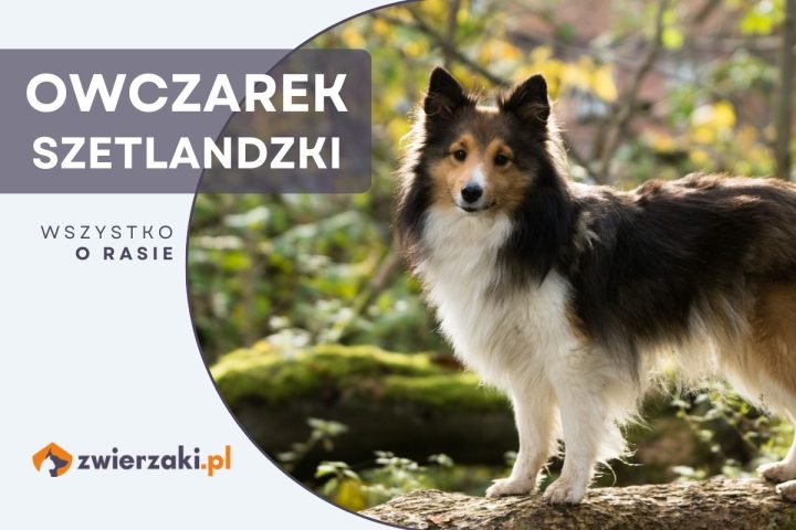 owczarek szetlandzki