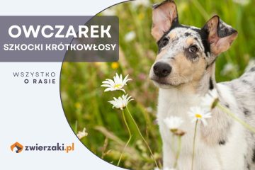 owczarek szkocki krótkowłosy