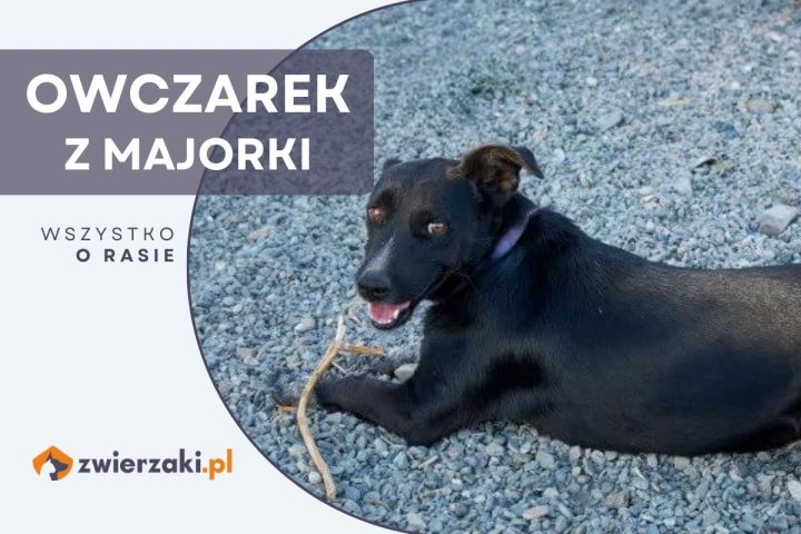 owczarek z majorki