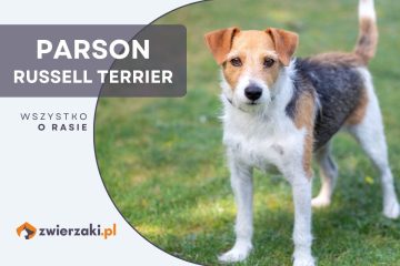 parson russell terrier