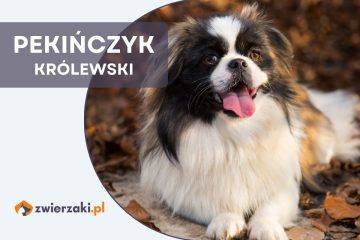 pekińczyk królewski