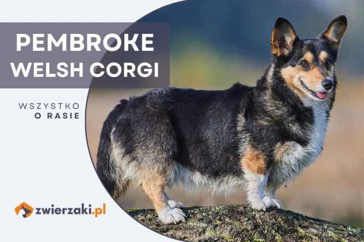 pembroke welsh corgi