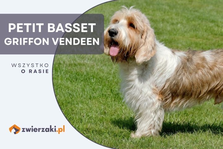 petit basset griffon vendeen