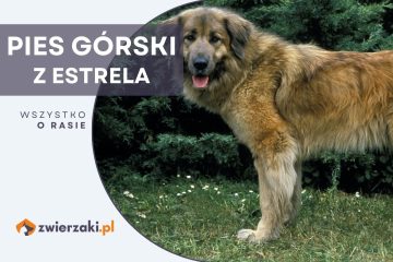 pies górski z estrela