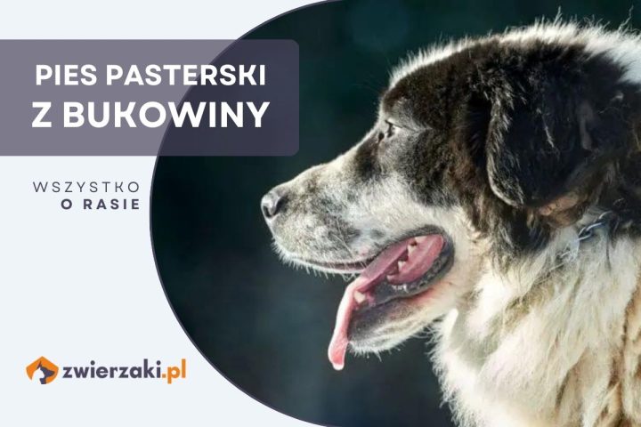 pies pasterski z bukowiny