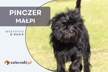 pinczer małpi