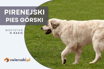 pirenejski pies górski