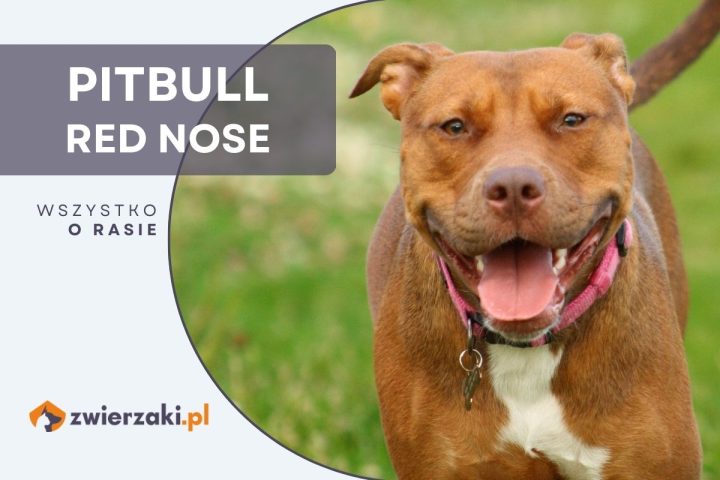 pitbull red nose