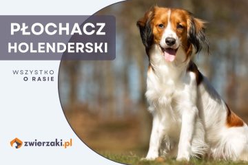 płochacz holenderski