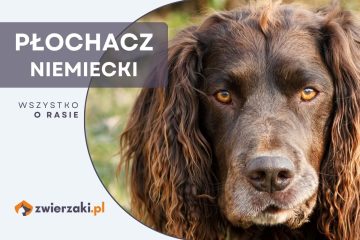 płochacz niemiecki