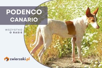 podenco canario