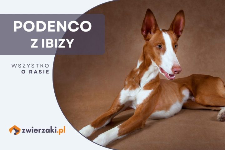 podenco z ibizy