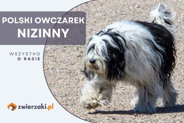 polski owczarek nizinny