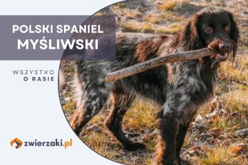 polski spaniel myśliwski