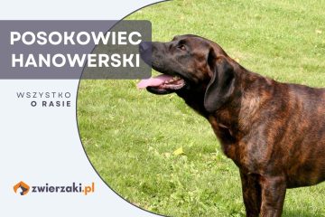 posokowiec hanowerski