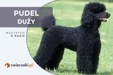 pudel duży