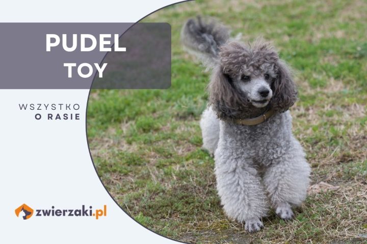 pudel toy