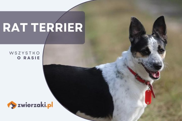 rat terrier