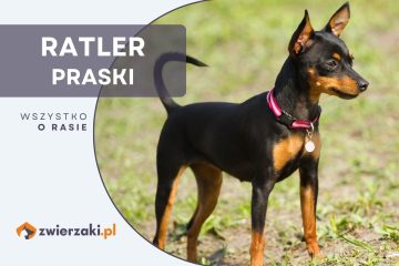 ratler praski