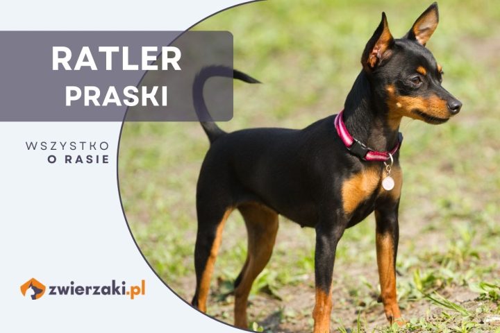 ratler praski