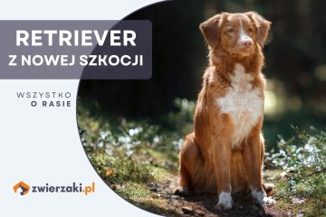 retriever z nowej szkocji