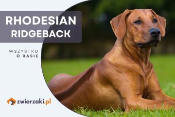 rhodesian ridgeback