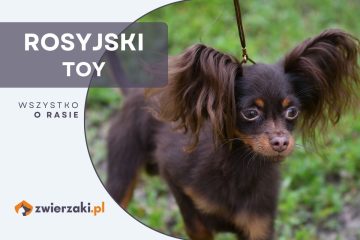 rosyjski toy