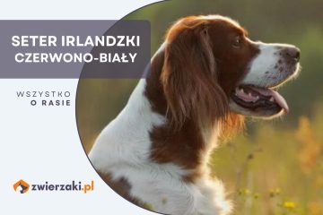 seter irlandzki czerwono-biały