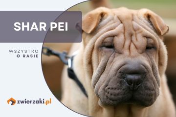 shar pei