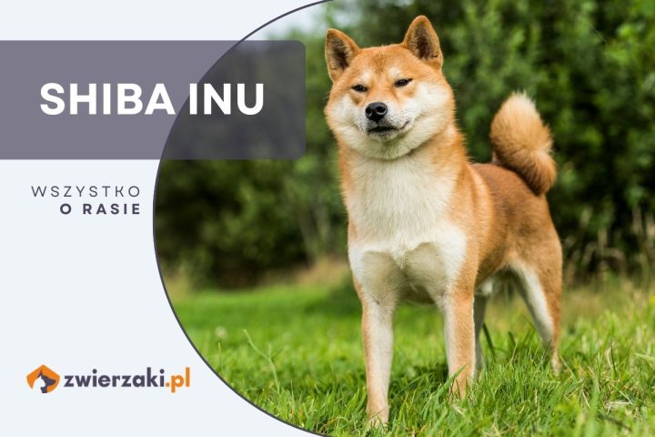 shiba inu