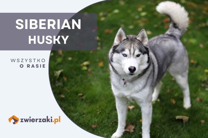 siberian husky