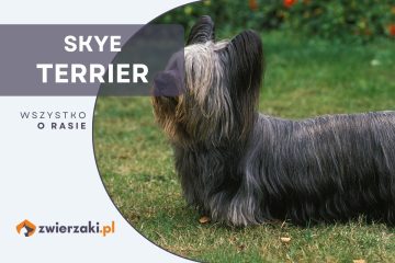 skye terrier