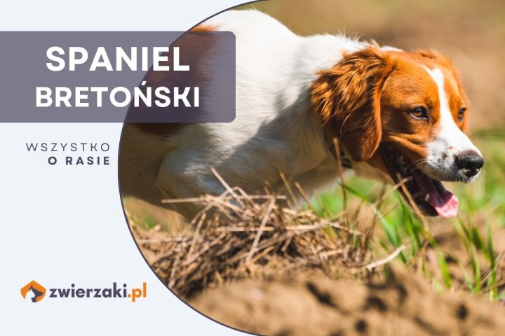 spaniel bretoński