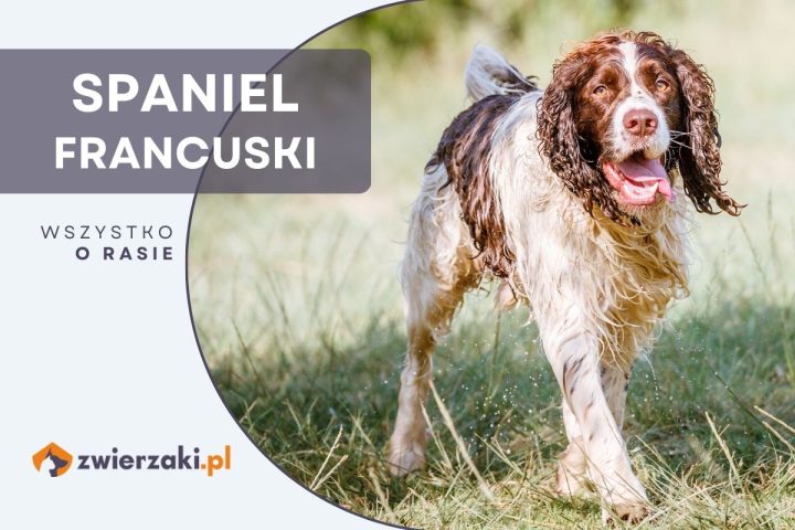 spaniel francuski