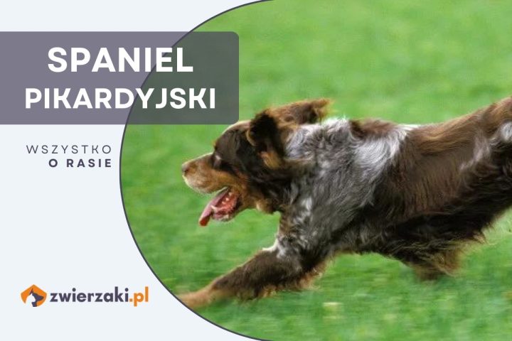 spaniel pikardyjski