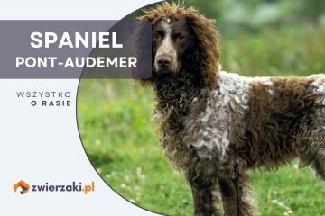 spaniel pont-audemer