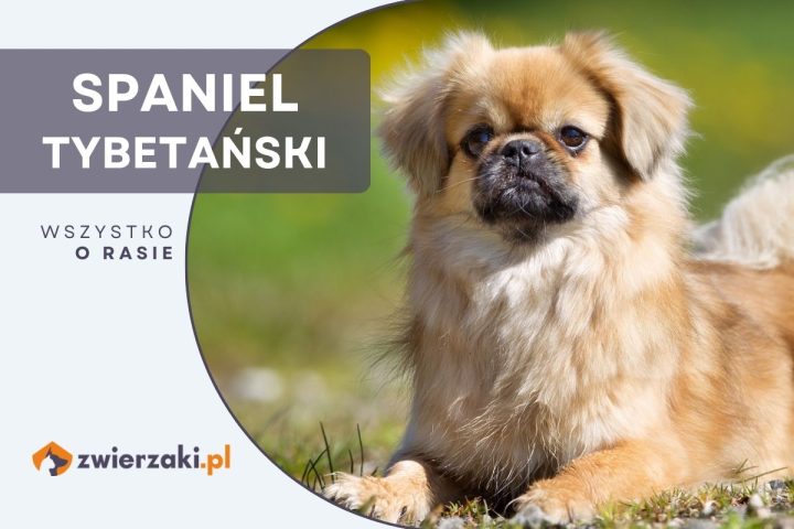 spaniel tybetański