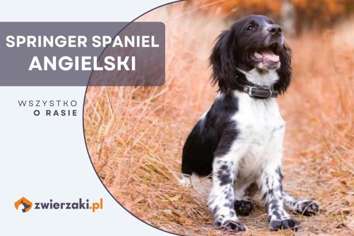 springer spaniel angielski